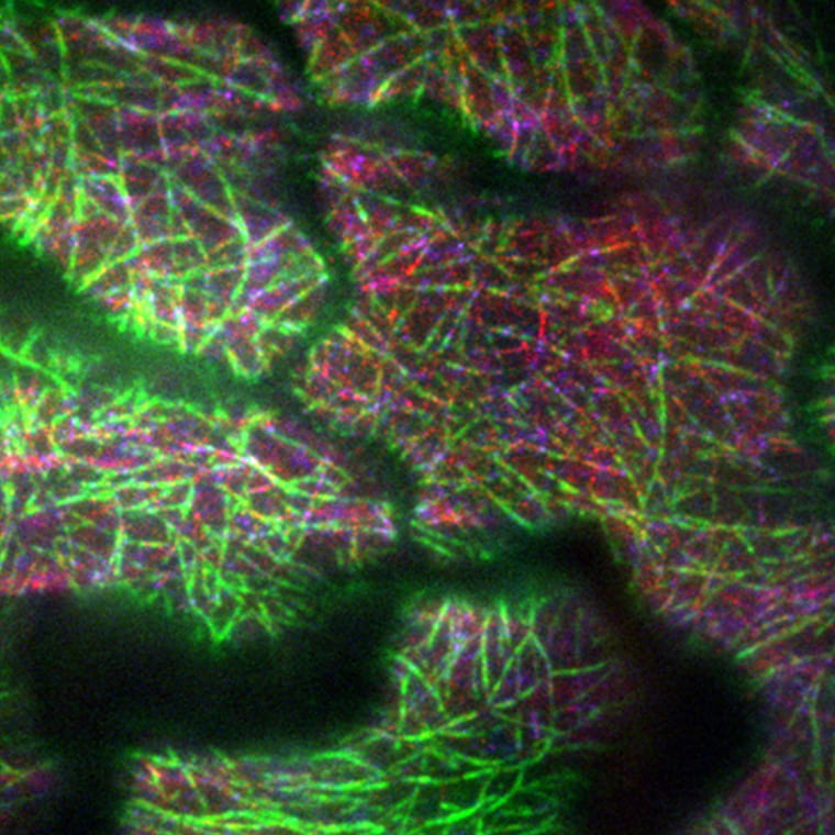 This image is a fluorescence micrograph of FRA1 kinesin motors (red) moving along microtubule tracks (green) in the epidermal cells of a plant leaf. (Image: Dixit lab/Washington University)