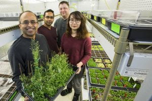 Keeping plant-cell motors on track